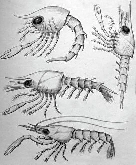 PM-9700 Black & White Illustration: Crab zoea larvae. Pagurus etc