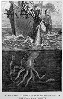 PM-9706 Black & White Illustration: Giant squid - historic specimen 2