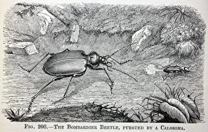 PM-9712 Black & White Illustration: Bombadier beetle defensive reaction to being chased by a carnivorous beetle