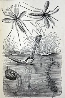 PM-9715 Black & White Illustration: Non-biting Midge - stages in life cycle, from Furneaux 1911