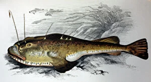 PM-9717 Illustration: Anglerfish / Sea Monkfish - from Couch 1877