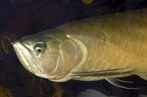 PM-9875 Arawana Fish - Freshwater species