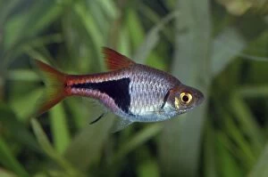 PM-9901 Harlequin fish