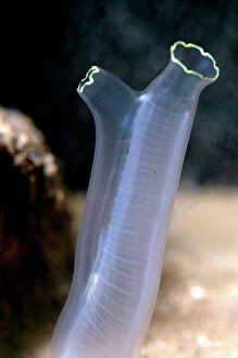 PM-9947 Tunicate sea squirt