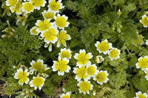 Poached egg plant, or common meadow foam