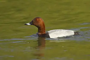 Pochard Prints: Pochard Aythya ferina Hertfordshire, UK BI009668