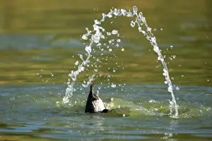 Pochard Prints: Pochard - dabbling. Camargue - Provence - PACA - France