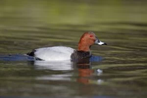 Images Dated 18th March 2012: Pochard - drake