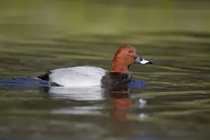 Diving Ducks Prints: Pochard - drake - UK