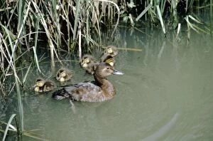 Aythya Gallery: Pochard Duck - ducklings