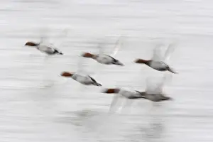 Pochard Prints: Pochard - In flight, Slow Pan Aythya ferina Welney WWT Reserve Ouse Washes Norfolk