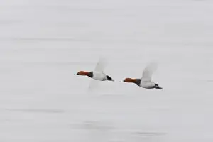 Pochard Prints: Pochard - In flight, Slow Pan Aythya ferina Welney WWT Reserve Ouse Washes Norfolk