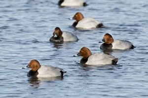 Pochard - group of drakes on water