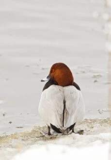 Images Dated 10th February 2012: Pochard - male at edge of ice