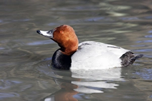 Images Dated 27th December 2005: Pochard - male. Saintes Maries de la Mer - Camargue - France