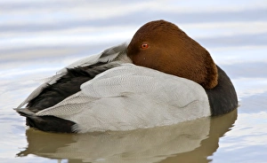 Images Dated 21st February 2007: Pochard - resting on water