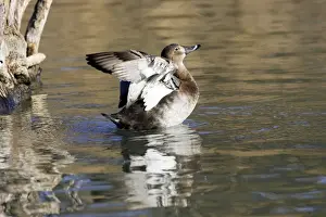 Pochard Prints: Pochard. Saintes Maries de la Mer - Camargue - France