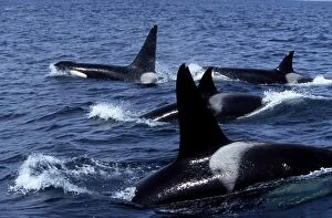 Pod of Transient Killer Whale / Orcas - 2 males and 2 females on this photograph