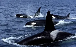 Pod of Transient Killer Whales 2 males and 2 females on this photograph Monterey Bay, California, USA