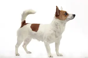 Podengo Portuguese Dog