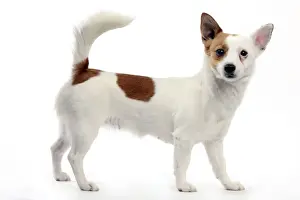 Podengo Portuguese Dog