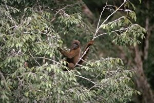 Poeppigs Woolly Monkey / Brown Woolly Monkey / Lowland Woolly Monkey - in canopy branches