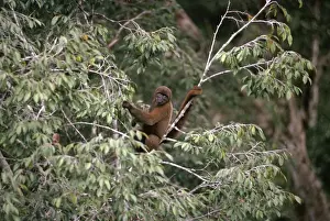 Poeppig's Woolly Monkey / Brown Woolly Monkey / Lowland Woolly Monkey - in canopy branches. Previously known as: Lagothrix lagothricha poeppigii South West Amazon, Brazil
