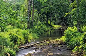 Pohnpei Island Micronesia JLR04150