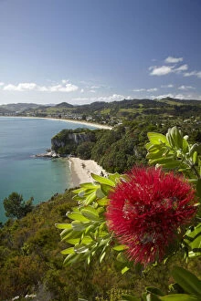 Images Dated 18th November 2010: Pohutukawa Flower, Lonely Bay and Cooks