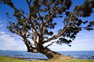 Pohutukawa - gnarled and windswept individual of a Pohutukawa, a tree which is very common at the Coromandel coast