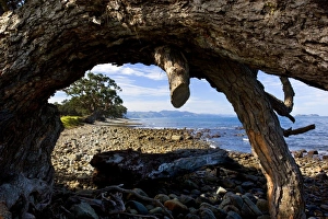 Images Dated 21st March 2008: Pohutukawa - gnarled and windswept individuals of Pohutukawas growing along the Coromandel coastline