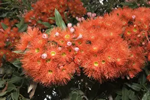 Pohutukawa tree - with brilliant red flowers. Kaikoura - South Island - New Zealand