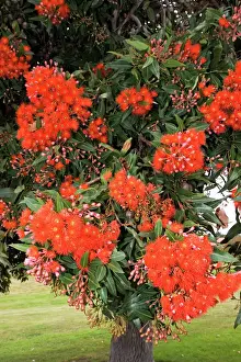 New Zealand Prints: Pohutukawa tree - with brilliant red flowers. Kaikoura - South Island - New Zealand