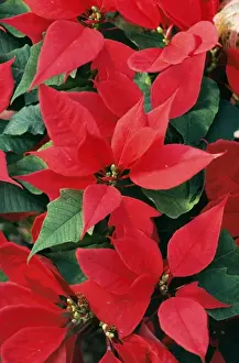Poinsettia / Christmas Flower