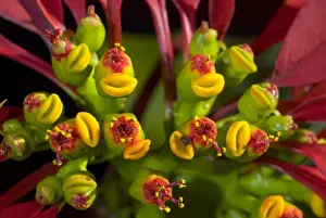 Stamen Prints: Poinsettia flowers closeup. Native of Mexico