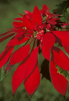 Poinsettias Prints: Poinsettia JPF31668