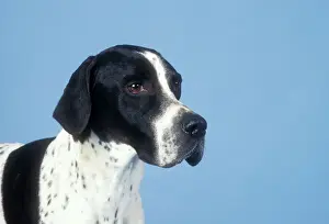 Pointer Prints: Pointer Dog