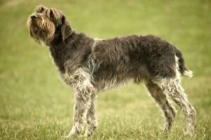 Images Dated 20th June 2004: Pointer Dog - Wire-haried Pointing Griffon / Korthals Griffon