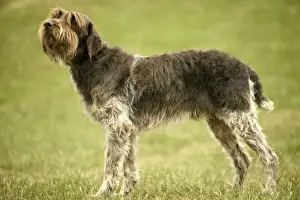 Pointer Dog - Wire-haried Pointing Griffon / Korthals Griffon