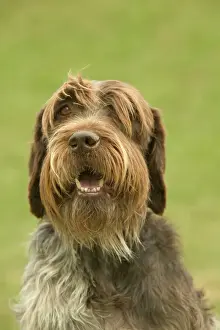 Funny Prints: Pointer Dog - Wire-haried Pointing Griffon / Korthals Griffon