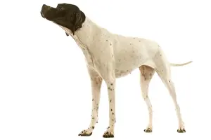 Pointer - in studio