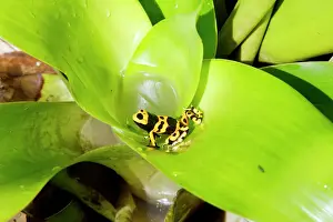 Venezuela Prints: Poison Arrow Frog - in Bromeliad. Bolivar States - Venezuela