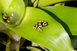 Poison Arrow Frog - in Bromeliad. Bolivar States - Venezuela