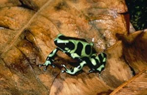 Images Dated 15th October 2007: Poison Arrow Frog Panama
