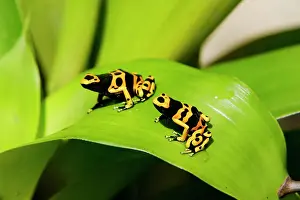 Poison Arrow Frogs - on Bromeliad. Bolivar States - Venezuela