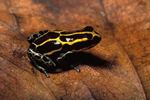 French Guiana Forest