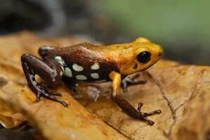 Images Dated 9th February 2007: Poison Frog (undescribed species) Depart. Cundinamarca, Colombia