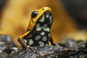 Images Dated 9th February 2007: Poison Frog (undescribed species) Depart. Cundinamarca, Colombia