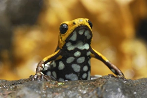Images Dated 9th February 2007: Poison Frog (undescribed species) Depart. Cundinamarca, Colombia