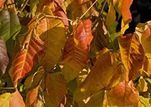 Poison ivy showing autumn colour